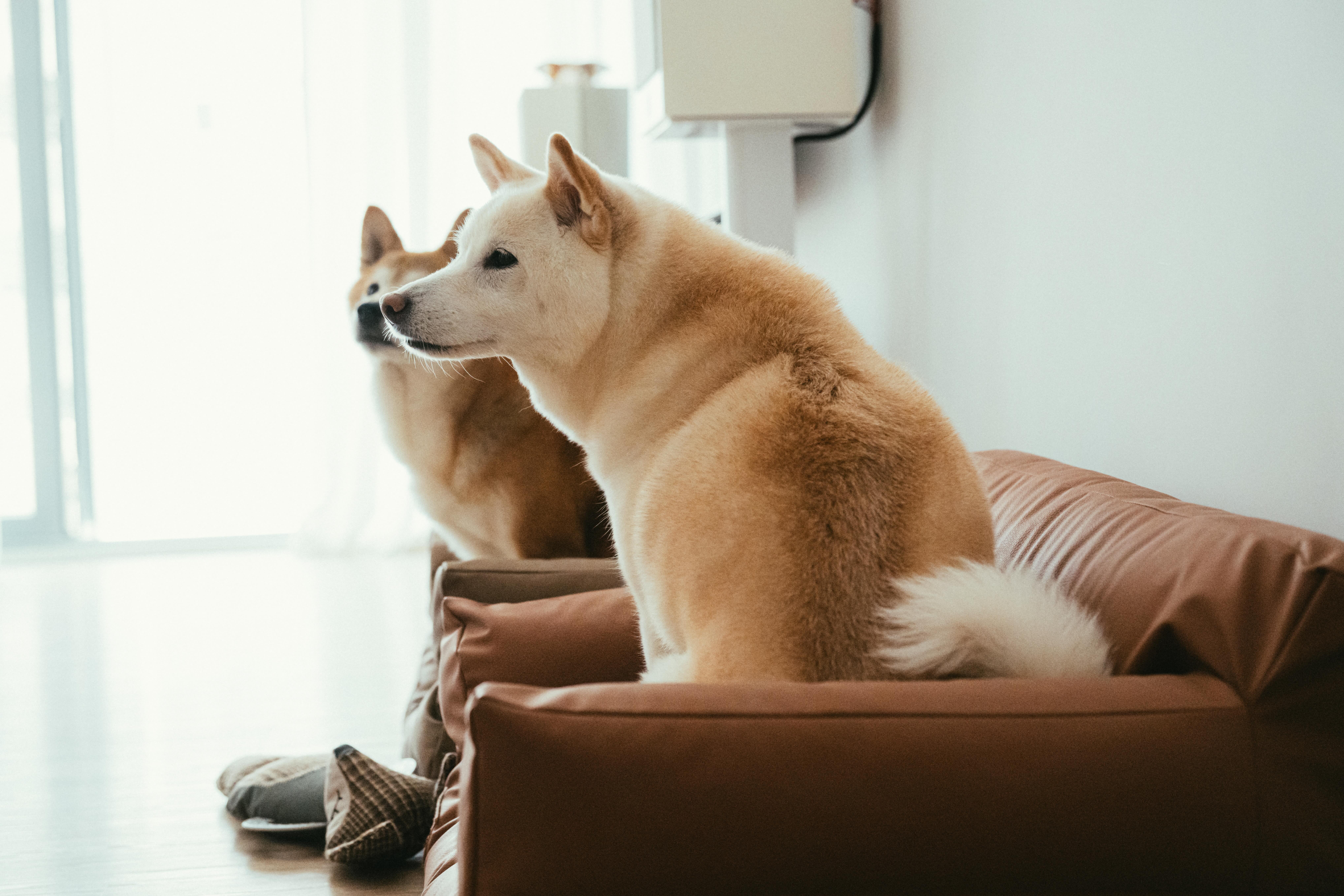 Kevin Lam - GO FAME COMPANY - 6 Broadcast Drive