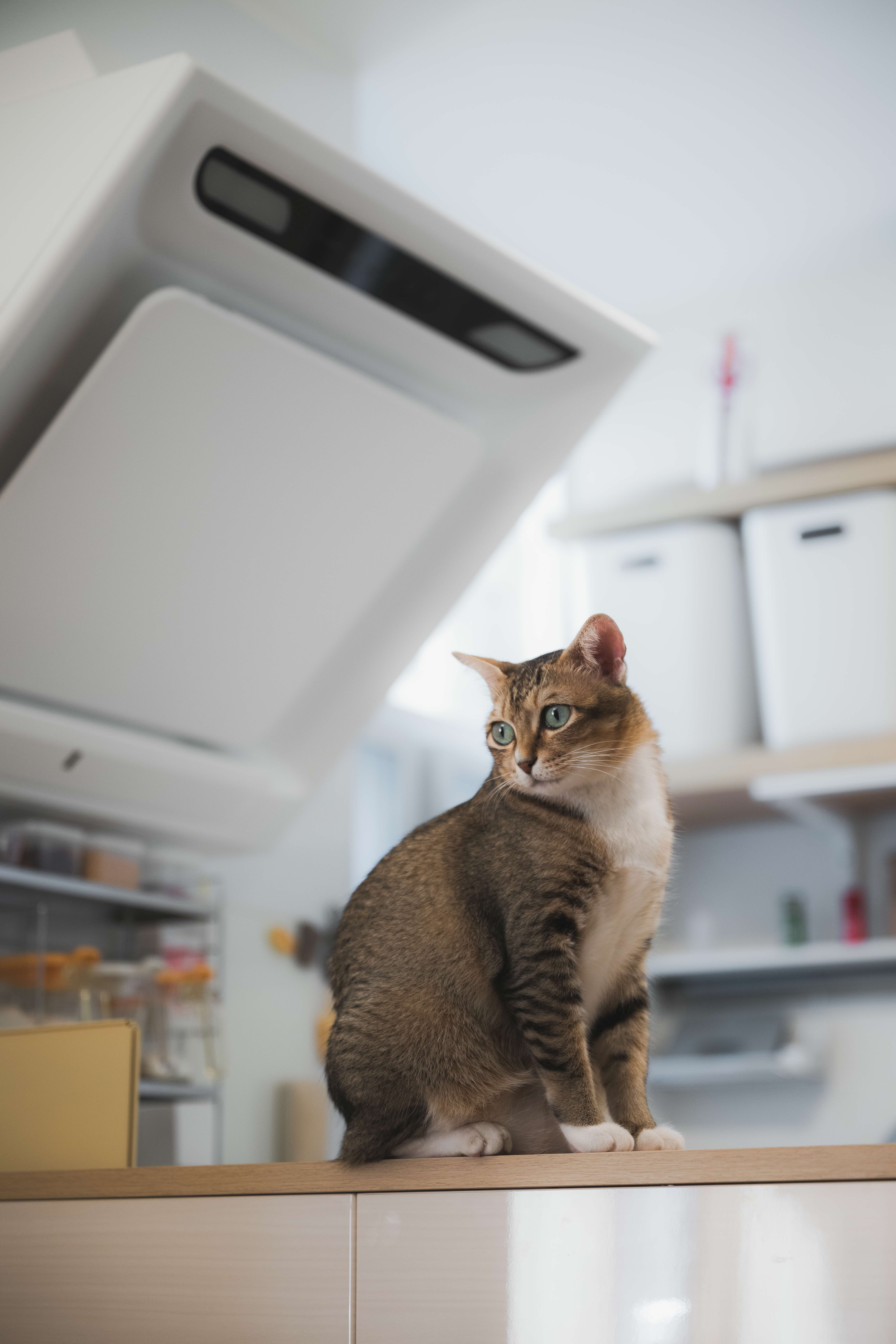 Kevin Lam - GO FAME COMPANY - Ning On Mansion